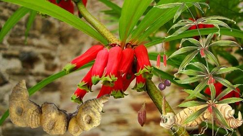 Tổng quan về các loại củ hoàng tinh