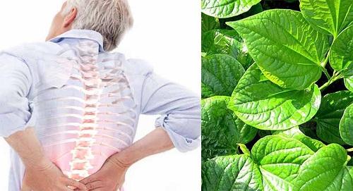 Lá lốt giảm đau lưng