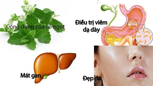 Công dụng của trà cỏ ngọt