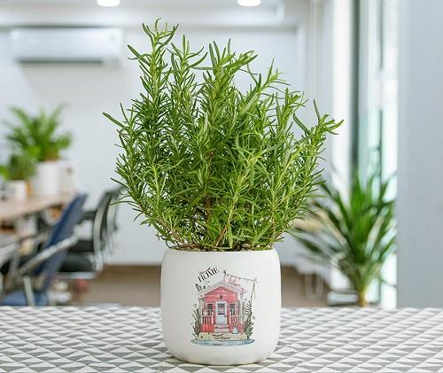 Lá hương thảo