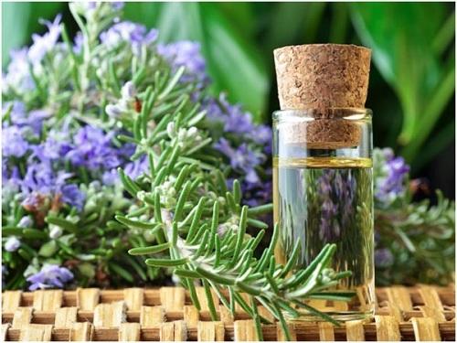 Hương thảo giúp xua đuổi côn trùng, muỗi