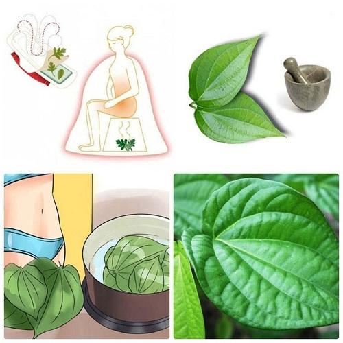 Phương pháp điều trị viêm âm đạo bằng lá trầu không