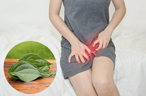Tác dụng của lá trầu không đối với bệnh viêm phụ khoa