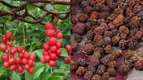Công dụng trị bệnh của ngũ vị tử