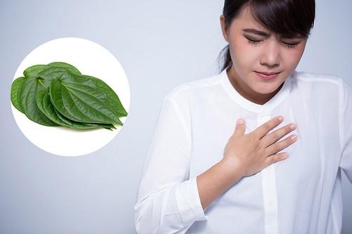 Tác dụng của lá trầu không trong việc chữa trào ngược dạ dày