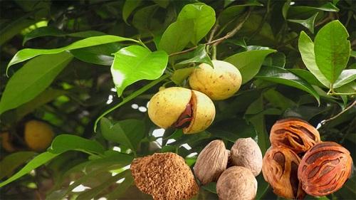 Nhục đậu khấu
