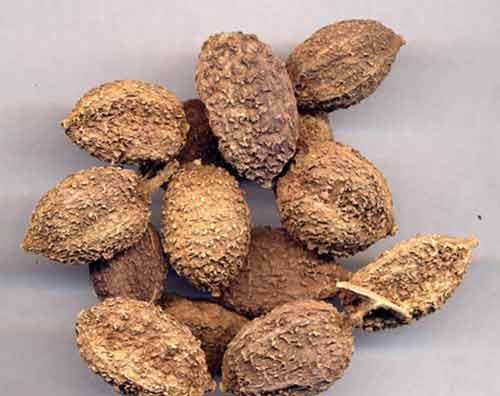 Bài thuốc trị bệnh từ sa nhân