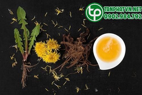 Trà rễ bồ công anh