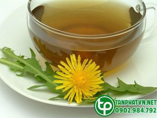 Trà rễ bồ công anh