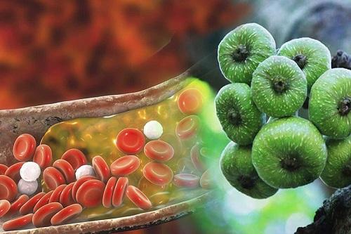 Quả vả giúp ngăn ngừa thiếu máu