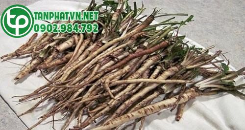 Tác dụng của rễ bồ công anh