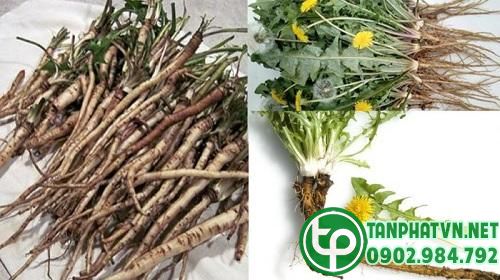 Tác dụng của rễ bồ công anh
