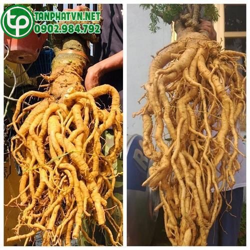 Tác dụng của rễ đinh lăng