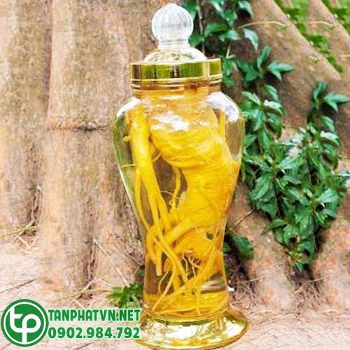Rượu củ đinh lăng khô