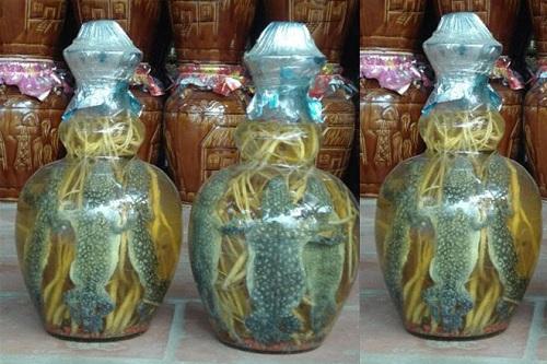 Rượu tắc kè khô