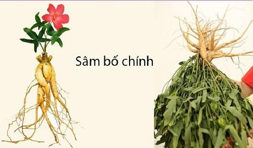 Sâm bố chính