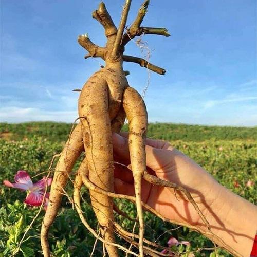 Tìm hiểu về sâm bố chính