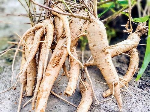 Bài thuốc của sâm bố chính