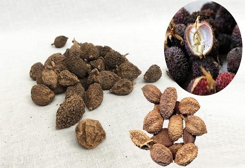 Tác dụng của sa nhân