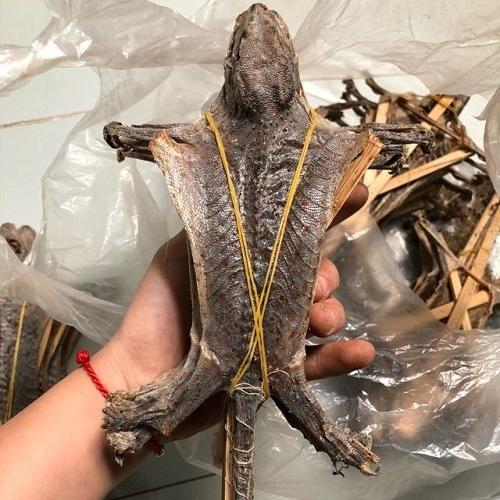 Sơ chế tắc kè