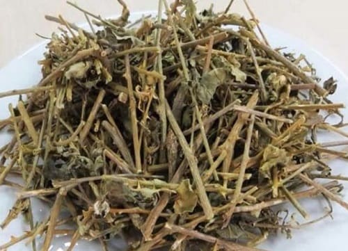 Cà gai leo khô chất lượng