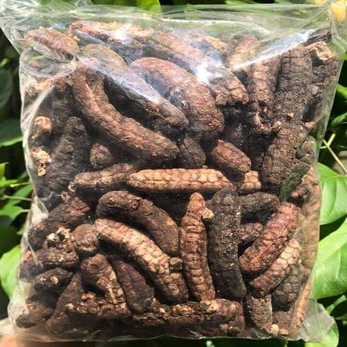 Chuối hột rừng giá tốt