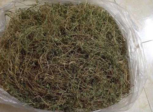 Dây khổ qua rừng tại TP.HCM