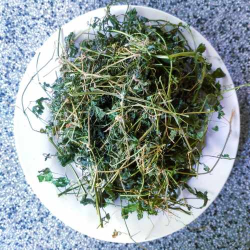 Nơi bán dây khổ qua rừng uy tín