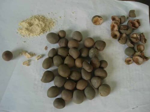 Hạt móc mật của Taphaco, hàng loại 1 