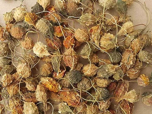 Khổ qua rừng của Việt Thắng