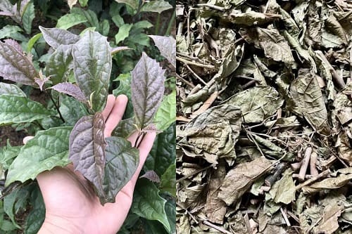Lá xạ đen sấy khô