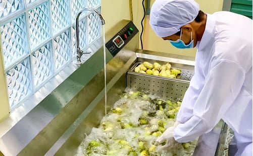 Sơ chế trái nhàu tươi trước khi mang đi chiết lọc các dưỡng chất từ nhàu