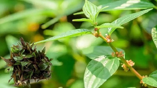 Thuốc dòi chất lượng