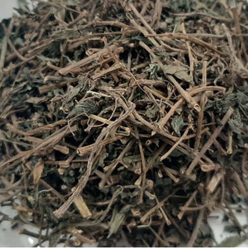 Cây thuốc dòi khô
