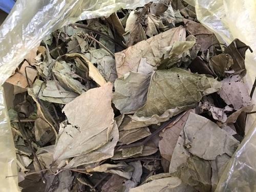 Ưu và nhược điểm lá vông nem khô Tấn Phát