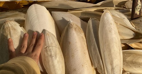 Sử dụng nang mực khô trị đau dạ dày