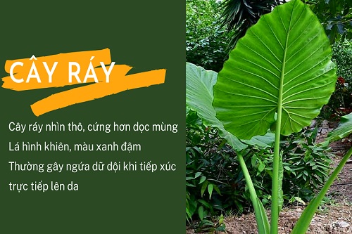 Sơ chế củ ráy đúng cách