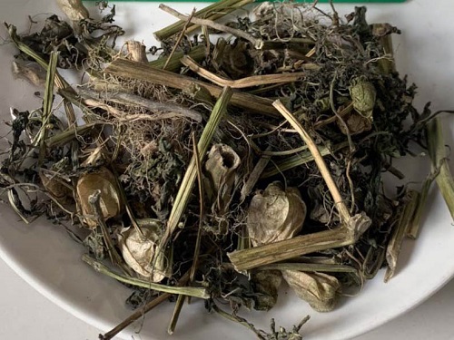 Cây thù lù chứa chất kháng viêm tốt