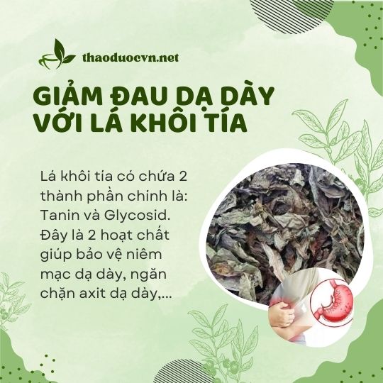 Giảm đau dạ dày với lá khôi tía giá rẻ tại TP. Thủ Đức