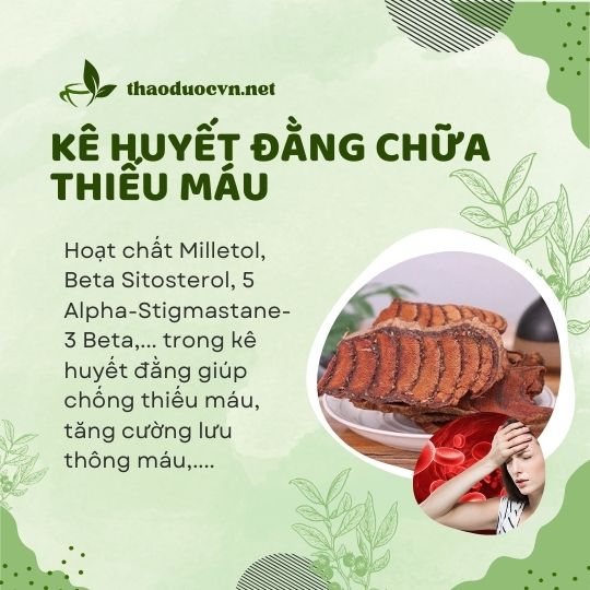 Chống thiếu máu với kê huyết đằng giá rẻ tại Gò Vấp