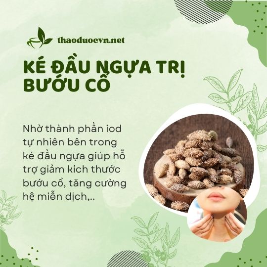 Ké đầu ngựa giá rẻ tại Quận 4 hỗ trợ trị bướu cổ