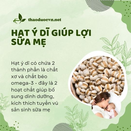 Hạt ý dĩ giá rẻ tại Phú Nhuận hỗ trợ tăng tiết sữa