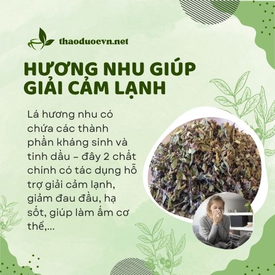 Hương nhu giá rẻ tại Quận 5 giúp giải cảm lạnh