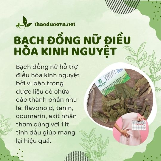 Bạch đồng nữ giá rẻ tại Bình Thạnh điều hòa kinh nguyệt hiệu quả