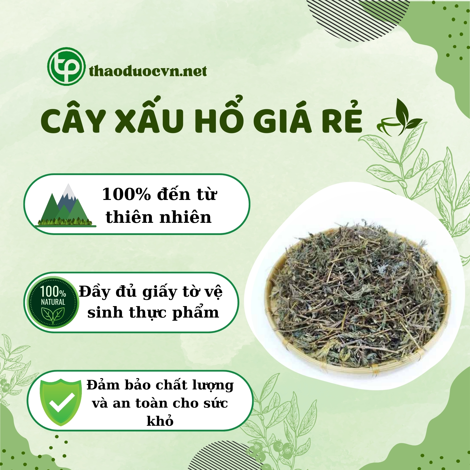 Cam kết khi mua cây xấu hổ giá rẻ tại Tấn Phát