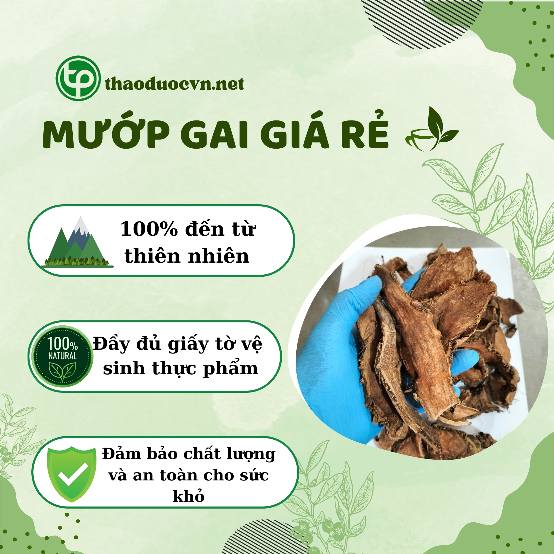 Lợi ích khi mua mướp gai giá rẻ Tấn Phát