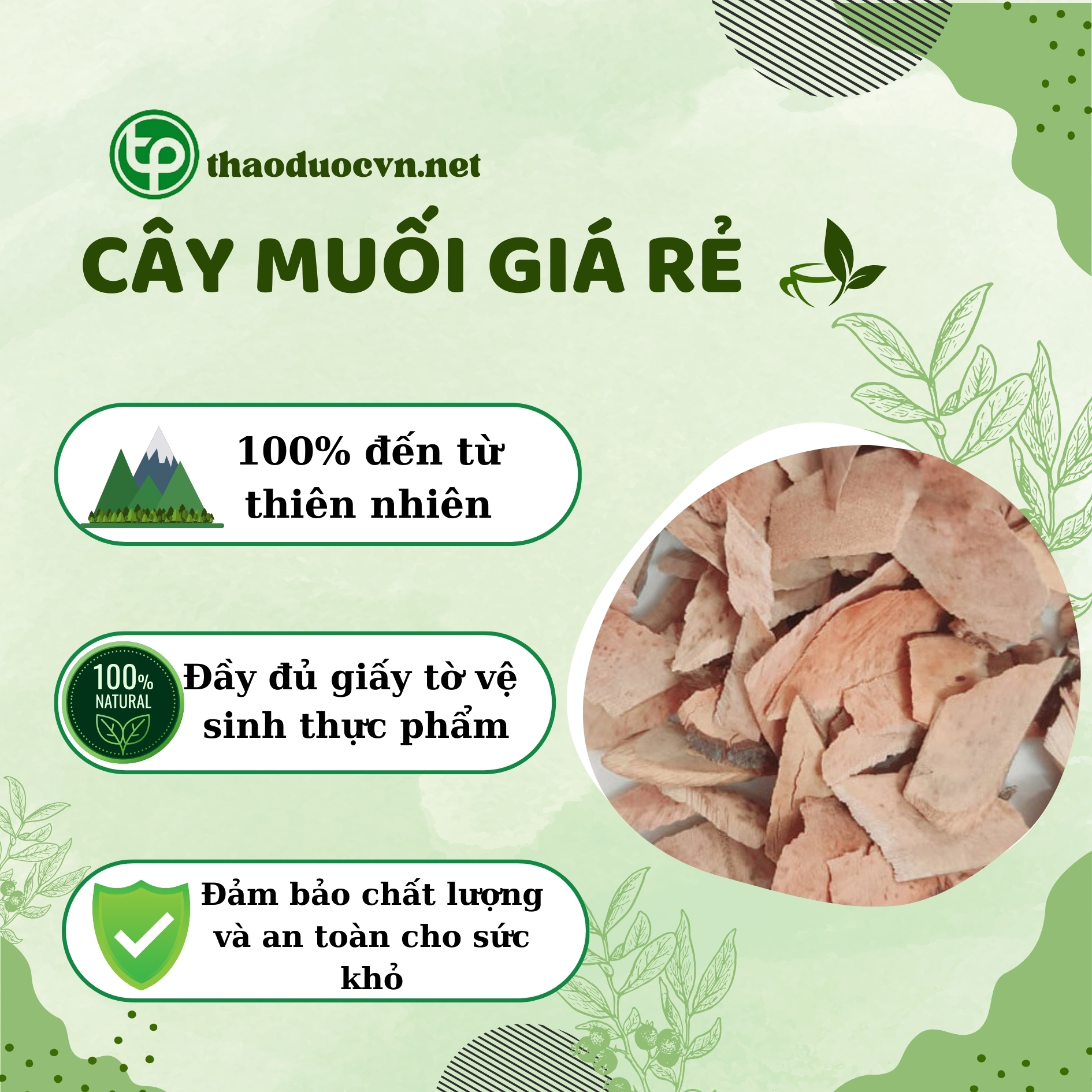 Cam kết khi mua cây muối giá rẻ tại Tấn Phát