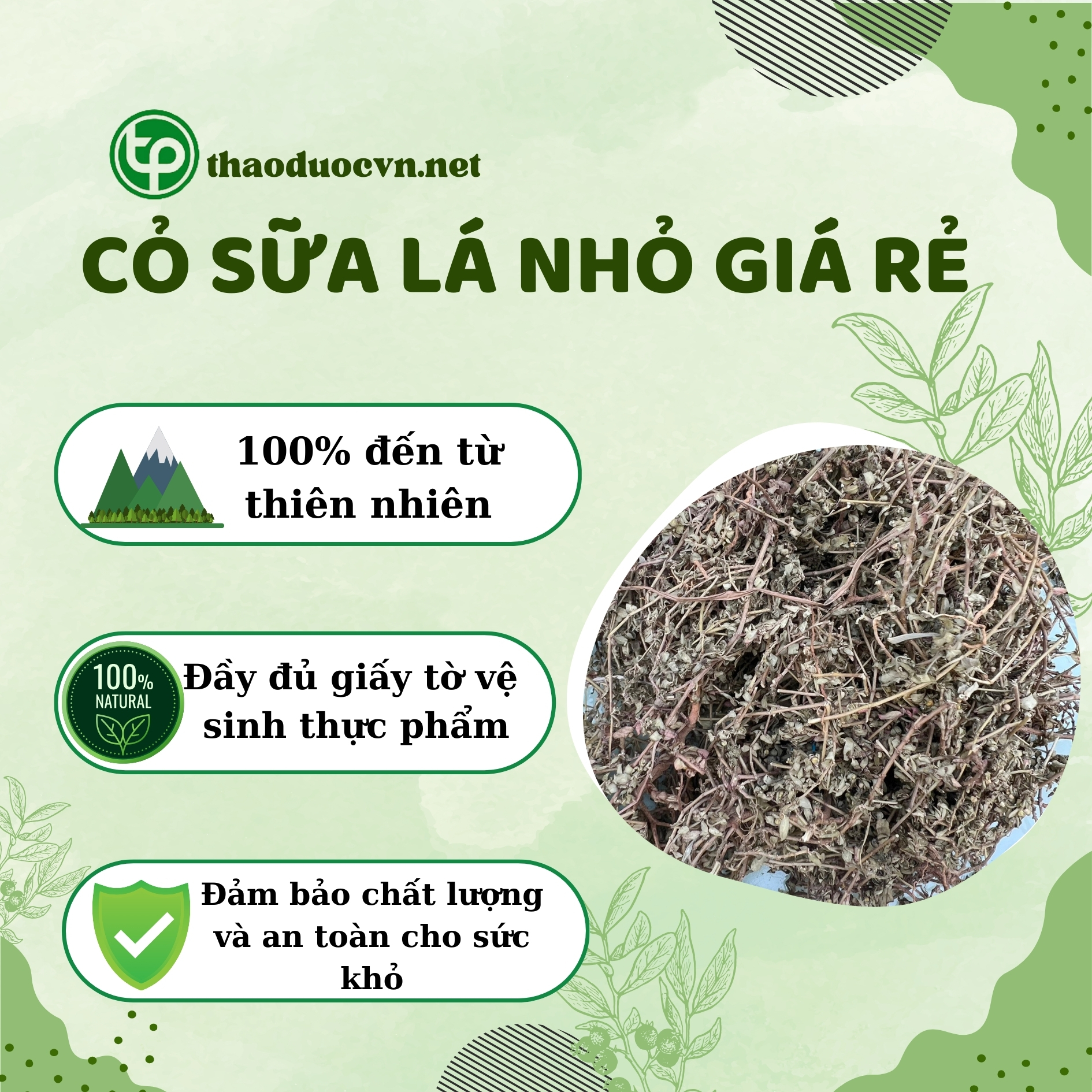 Chính sách mua cỏ sữa lá nhỏ giá rẻ tại Tấn Phát