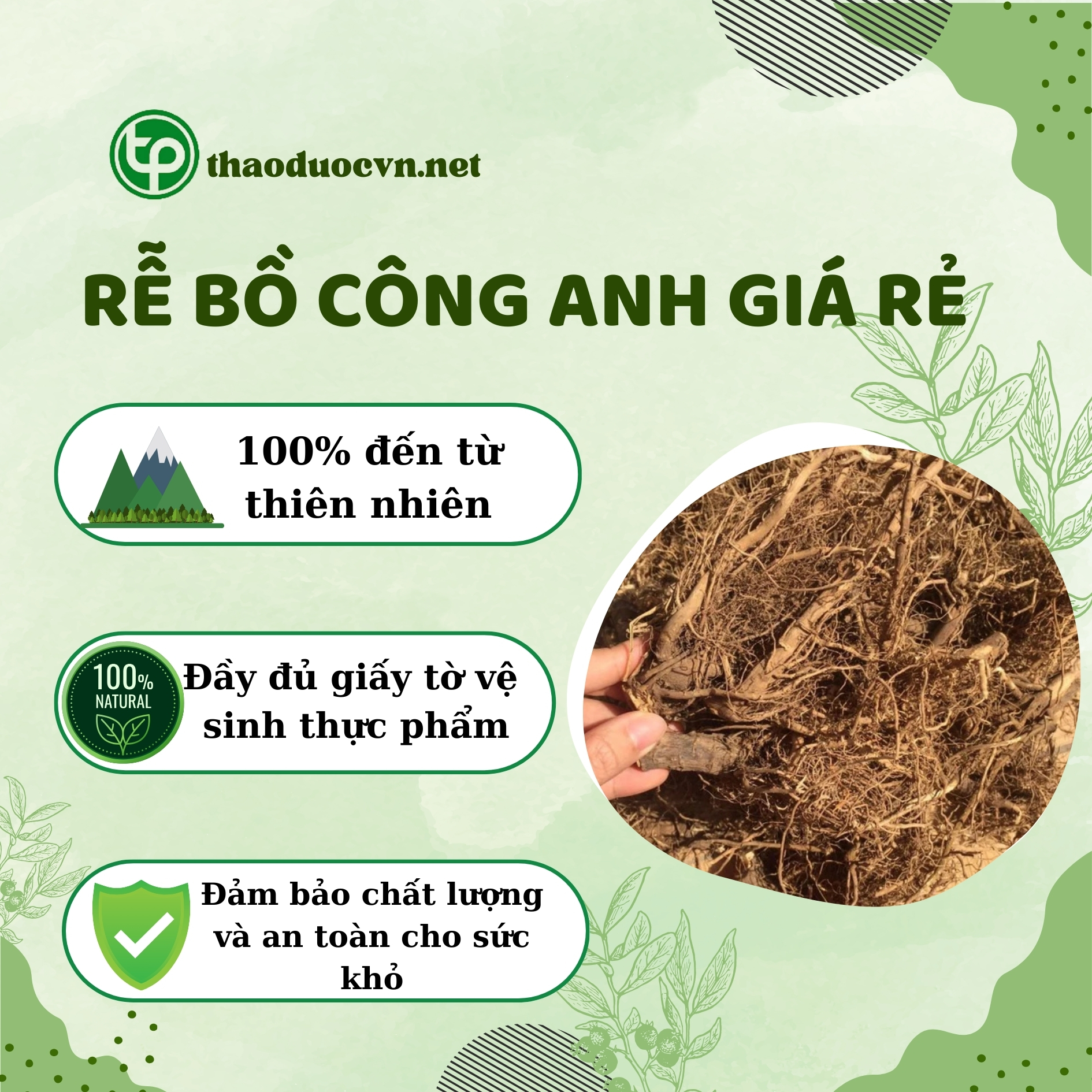 Cam kết khi mua rễ bồ công anh giá rẻ tại Tấn Phát