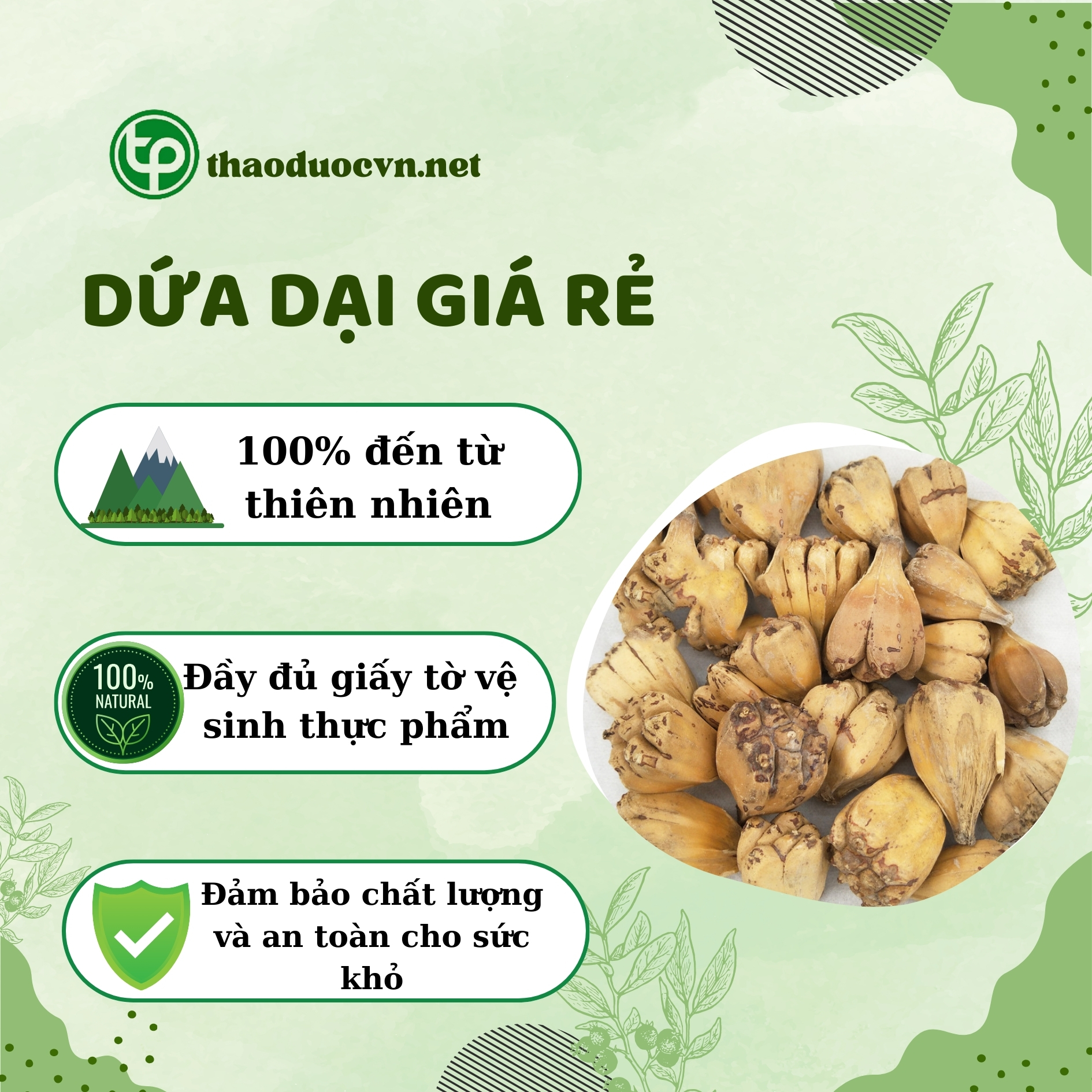 Tấn Phát là địa chỉ bán dứa dại giá rẻ tại TP.HCM uy tín